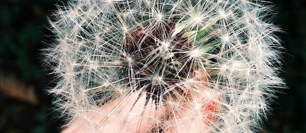 Pusteblume Allergie im Sommer