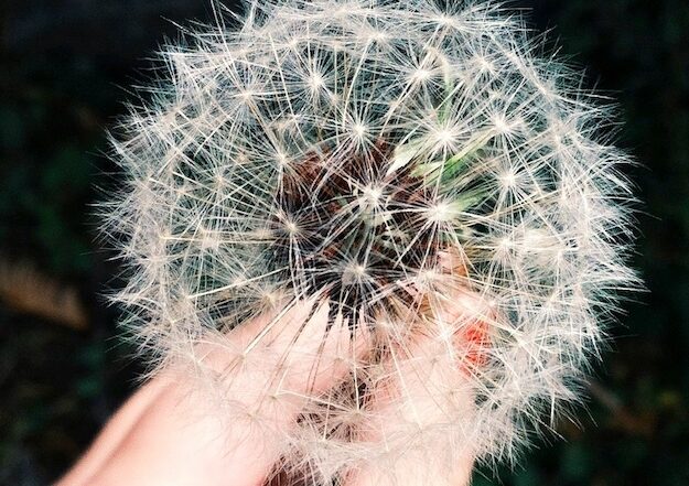 Pusteblume Allergie im Sommer